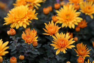Orange chrysanthemums in the garden. Orange flowers background image.Autumn garden