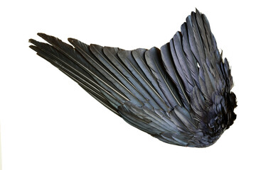 black crow wing with feather texture PNG file