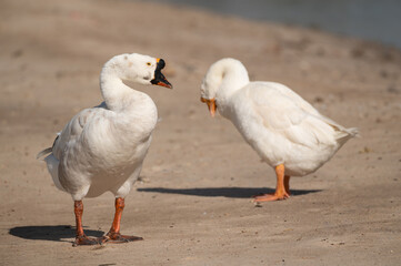 Geese are cleaning themselves.Selective focus on geese.