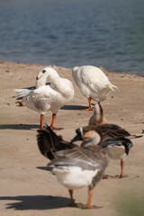 Geese are cleaning themselves.Selective focus on geese.