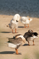 Geese are cleaning themselves.Selective focus on geese.