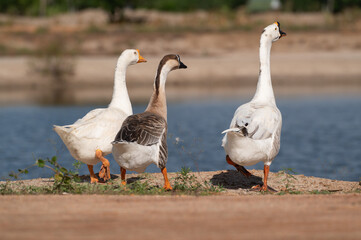 White goose and swan goose are finding food.Selective focus.
