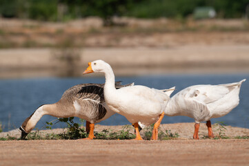 White goose and swan goose are finding food.Selective focus.