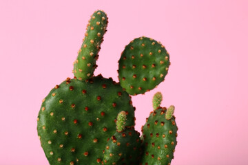 Beautiful green exotic cactus on pink background, closeup