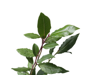 Branch of fresh bay leaves on white background