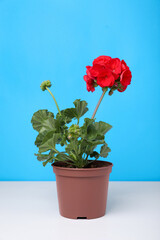 Beautiful potted geranium flower on white table against light blue background