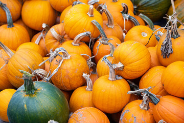 Fall Harvest Pile of Colorful Pumpkins