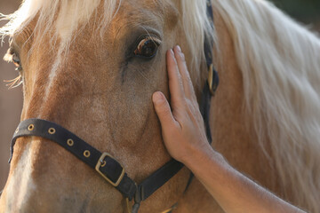 Man petting adorable horse outdoors, closeup. Lovely domesticated pet