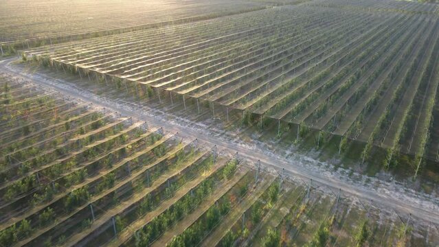 Rows of fruit trees under a shade net. Lighting at sunset. Agribusiness
