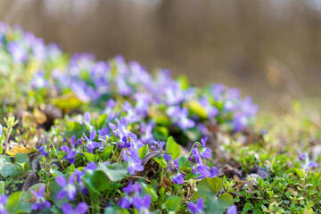 Wild wildflowers in a meadow in early spring. Background with selective focus and copy space