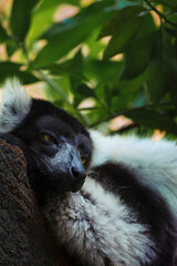 Lemur portrait. Black-and-white ruffed lemur rest on a rainforest tree branch. Varecia variegata species. Critically endangered animal from Madagascar, Africa. Vertical, selective focus and copy space