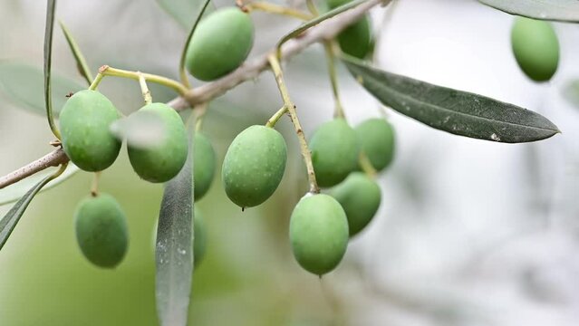Gemlik trilye raw olive fruit. Turkiye. Olive tree