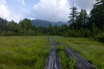 森へと続く木道