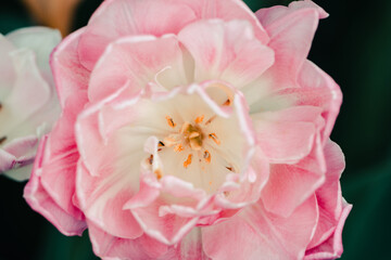 Closeup of Light Pink Peony Tulip