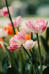 Garden of Pink Peony Tulips