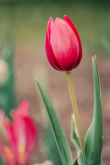 Hot Pink Tulip