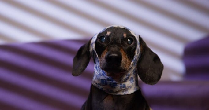 Cute dachshund dog in white bandage with paw pattern on head sits on sofa. Black domestic dog with long ears looks to sides closeup