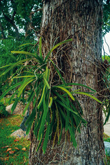 An orchid grows on the trunk of a palm tree.