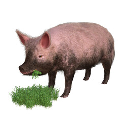 pig in a grass