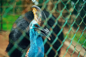 Cassowary in a cage at the zoo