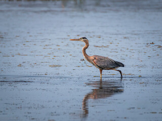 Great Blue heron  hunting for fish