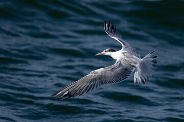 Tern flying over the water in Sarasota, Florida