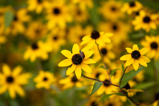 Yellow Flowers In The Bushes #2
