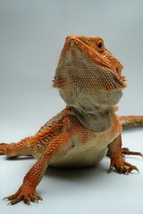 bearded dragon lizard