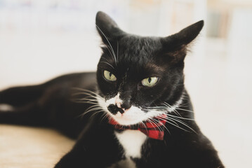 Black and white cat sitting and looking at camera, cute pet at home