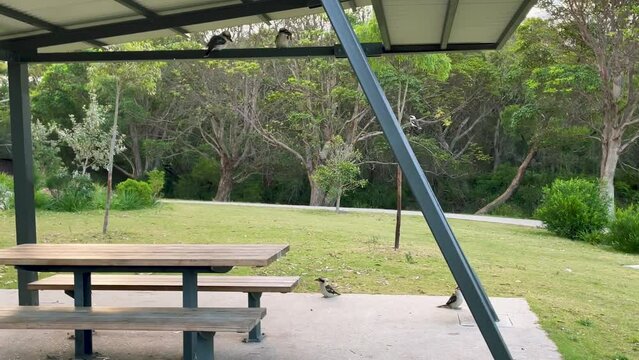 4k Video - A few Kookaburras at the picnic site at Wattamolla Beach in Royal National Park, NSW, Australia. Kookaburra is a meat eater native bird of Australia.