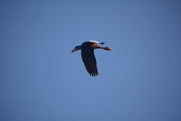 pato en vuelo