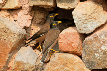 A pair of common or Indian mynas (Acridotheres tristis) perched at their nest, India.