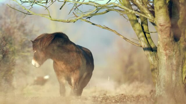 Sunlit wild exmoor pony horse have rest standing in the middle of pasture in late autumn nature habitat in Milovice, Czech republic. Protected animals considered as horse ancestor