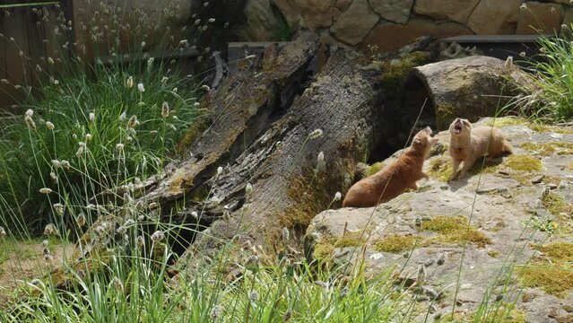 Pair Of Yellow Mongoose quarrel on the stone