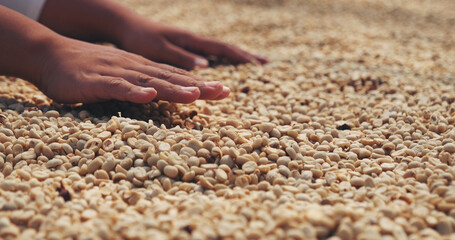 Close up Hand with Raw coffee beans heap dry green seed. Farmer's hands selected waste rod unroasted grain in eco farm. Arabica farm plant coffee bean agriculture objects. Sun dried Fresh black coffee