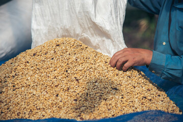 Close up Hand with Raw coffee beans heap dry green seed. Farmer's hands selected waste rod unroasted grain in eco farm. Arabica farm plant coffee bean agriculture objects. Sun dried Fresh black coffee