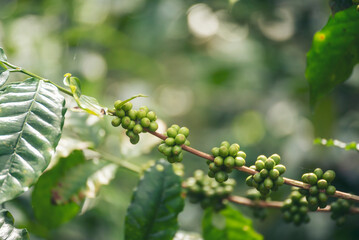 Close up Green seed berries harvest arabica coffee garden. Green coffee bean berry plant fresh raw seed coffee tree growth in eco organic farm. Fresh coffee bean green leaf bush ecology berry plant