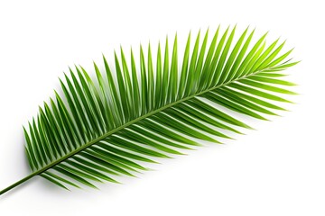 Obraz premium Leaves of coconut tree isolated on white background