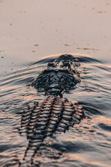 alligator in water head up 