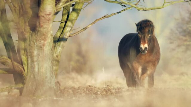 Sunlit wild exmoor pony horse have rest standing and yawning in the middle of pasture in late autumn nature habitat in Milovice, Czech republic. Protected animals considered as horse ancestor maintain