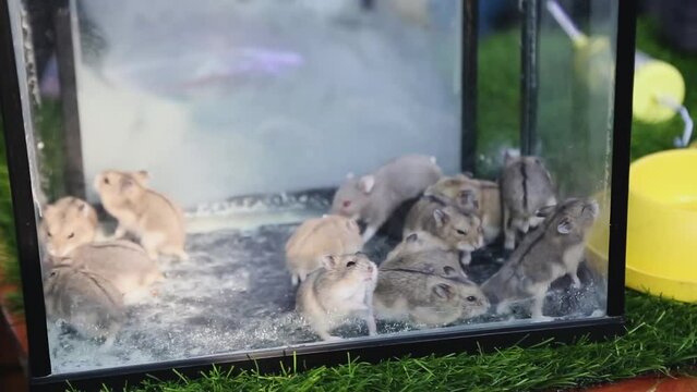 A group of cute and agile little Hamsters are in the aquarium