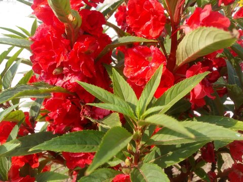 lush of Impatiens balsamina in bloom. Impatiens balsamina also known as balsam, garden balsam, rose balsam, touch me not, spotted snapweed or pacar air