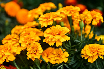 Siembra de flor de cempasúchil en México