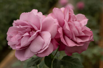 pink rose in flower garden