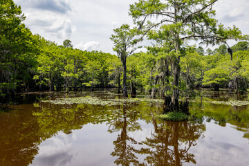 Sunny view of many bald cypress in Caddo Lake State Park