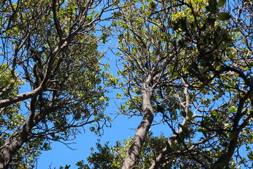 A large old tree with dangling leaves, looking up at the thick trunk and winding branches in Tangkuban Perahu mountain area
