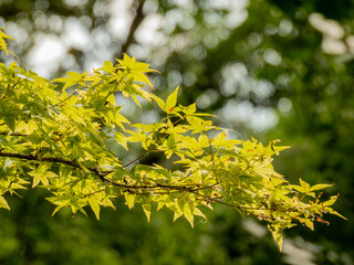 Close up shot of green Japanese maple tree in Fort Worth Botanic Garden
