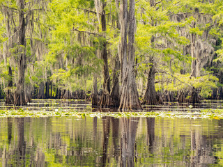 Sunny view of many bald cypress in Caddo Lake State Park