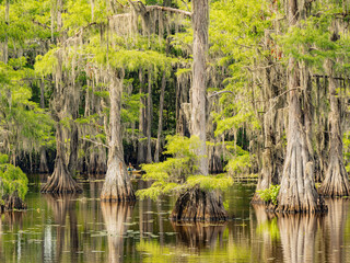 Sunny view of many bald cypress in Caddo Lake State Park