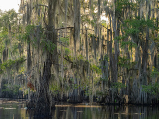 Sunny view of many bald cypress in Caddo Lake State Park